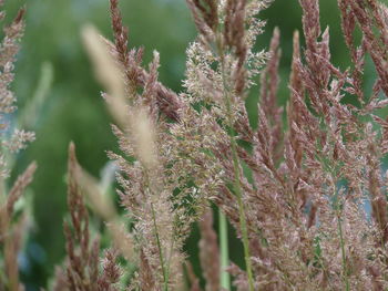 Close-up of fresh plants