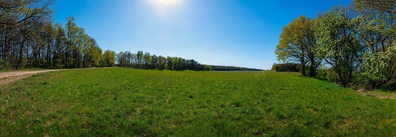 Scenic view of field against clear sky