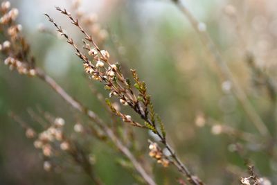 Close-up of plant against blurred background