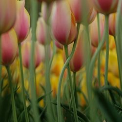 Close-up of tulips