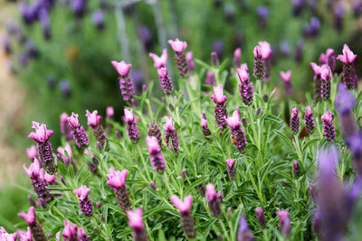 Close-up of pink flowering plants on field