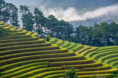 Scenic view of agricultural field against sky