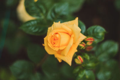 Close-up of rose blooming outdoors