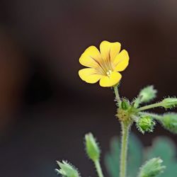 Close-up of yellow flower blooming outdoors