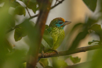 Close-up of bird perching on branch