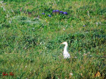 High angle view of bird on field