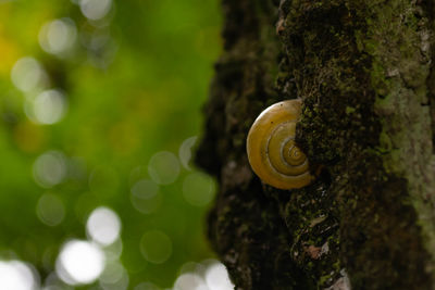 Yellow snail shell in the bark of a tree. lovely blurred background with bokeh.