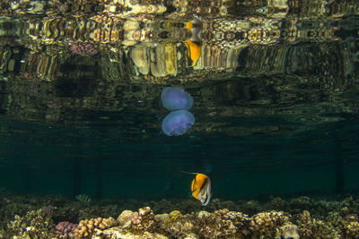 Close-up of fish in aquarium