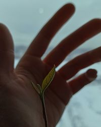 Cropped image of person holding leaf