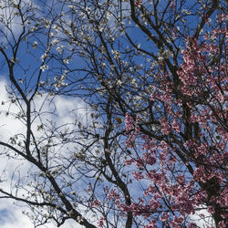 Low angle view of cherry tree against sky