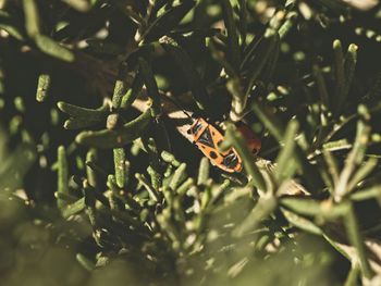 Close-up of butterfly on plant