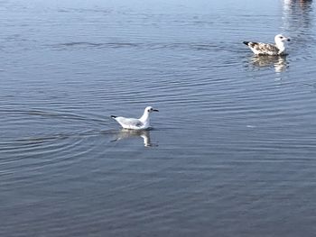 Seagulls swimming in lake