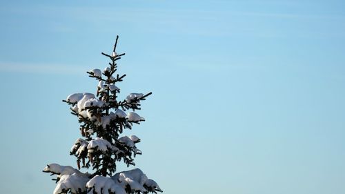 Low angle view of flower tree against clear blue sky