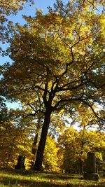 Trees growing in park