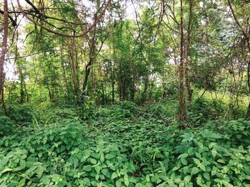 Trees in forest