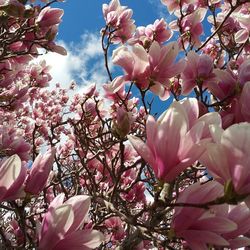 Low angle view of pink flowers blooming on tree