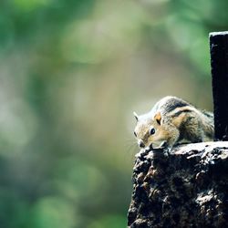 Chipmunk on rock