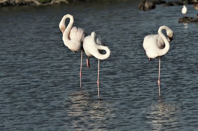 View of birds in lake