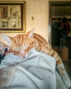 Cat lying on sofa