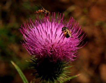 Close-up of bee pollinating on purple flower