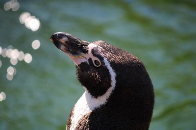 Close-up of a bird against blurred background