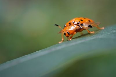 Close-up of ladybug on leaf