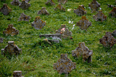 High angle view of mushrooms on field