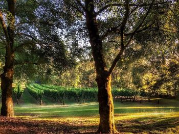 Trees growing on field