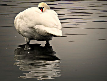 Close-up of bird perching on lake