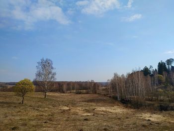 Trees on field against sky