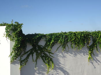Close-up of fresh green plants against sky