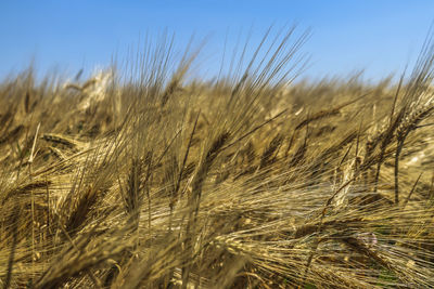 Close-up of wheat field against sky