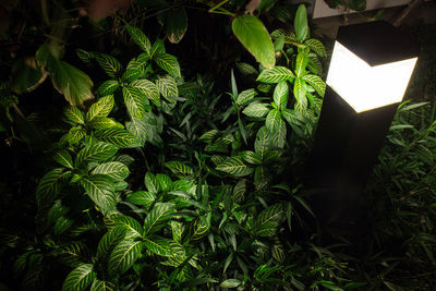 Close-up of fresh green plants in back yard