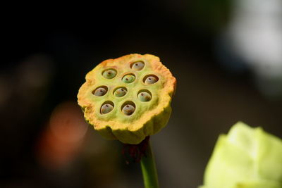 Close-up of lotus pod