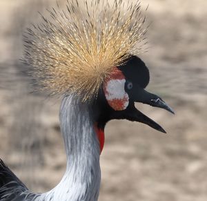 Close-up of bird