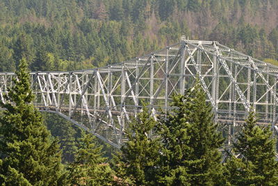 View of bridge in forest