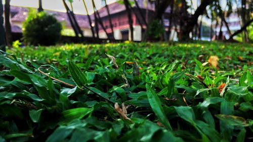 Close-up of fresh green plants