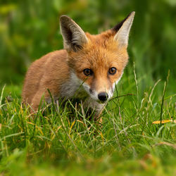 Close-up portrait of fox amidst grass on land