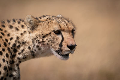 Cheetah looking away in forest