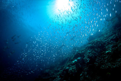 Fish swimming in sea