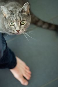 Close-up portrait of cat