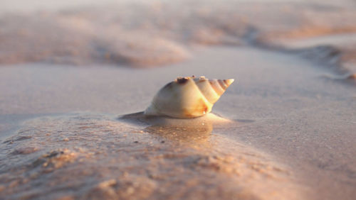 Close-up of seashell on beach