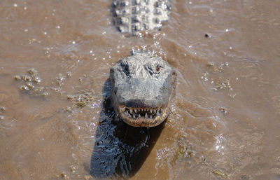 American alligator close up has spotted you and is swimming across the river in your direction