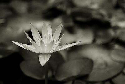 Close-up of water lily blooming outdoors