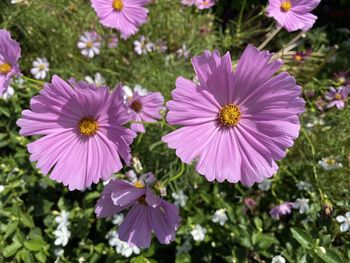 Close-up of pink flowering plants