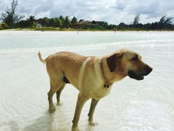 Dog on shore against sky