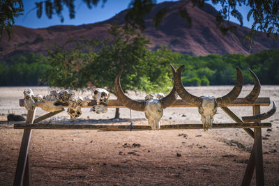 Deer standing on field against mountain