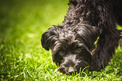 dog