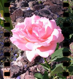 Close-up of pink flowers