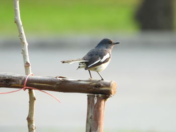 Close-up of bird perching on branch